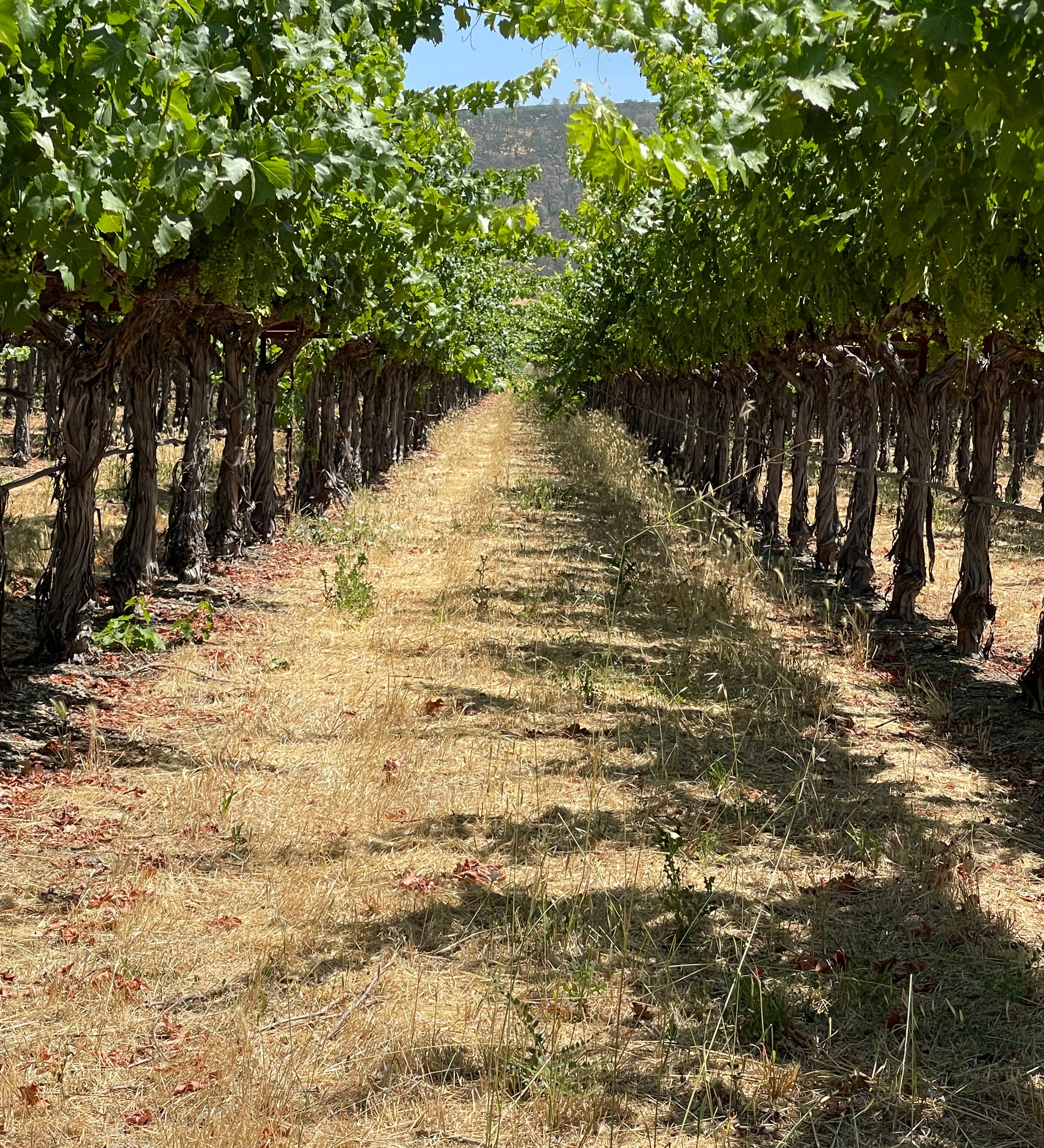 2022 Grape Culture Beckstoffer GIII Cabernet Sauvignon, Rutherford