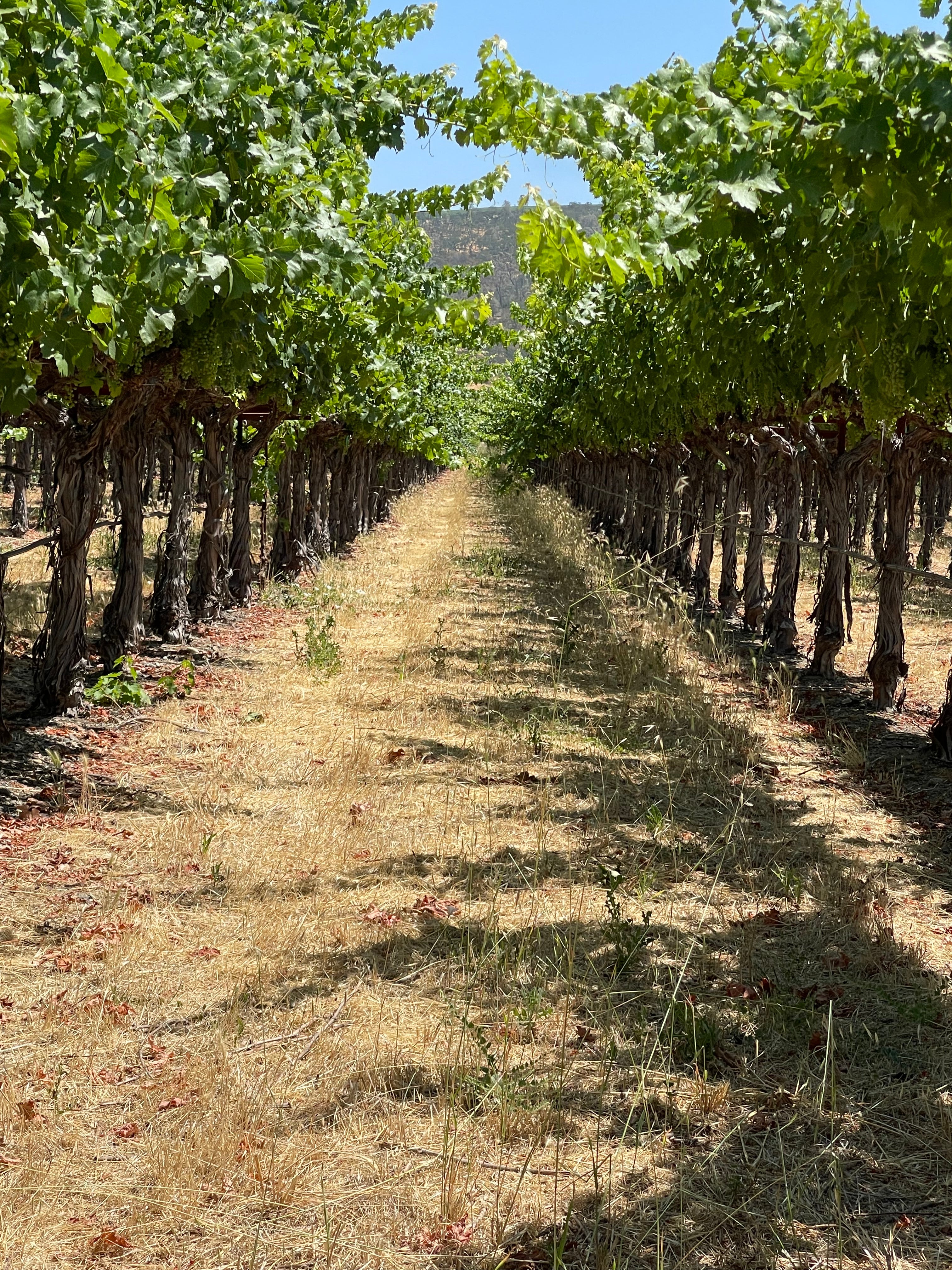 2022 Grape Culture Beckstoffer GIII Cabernet Sauvignon, Rutherford