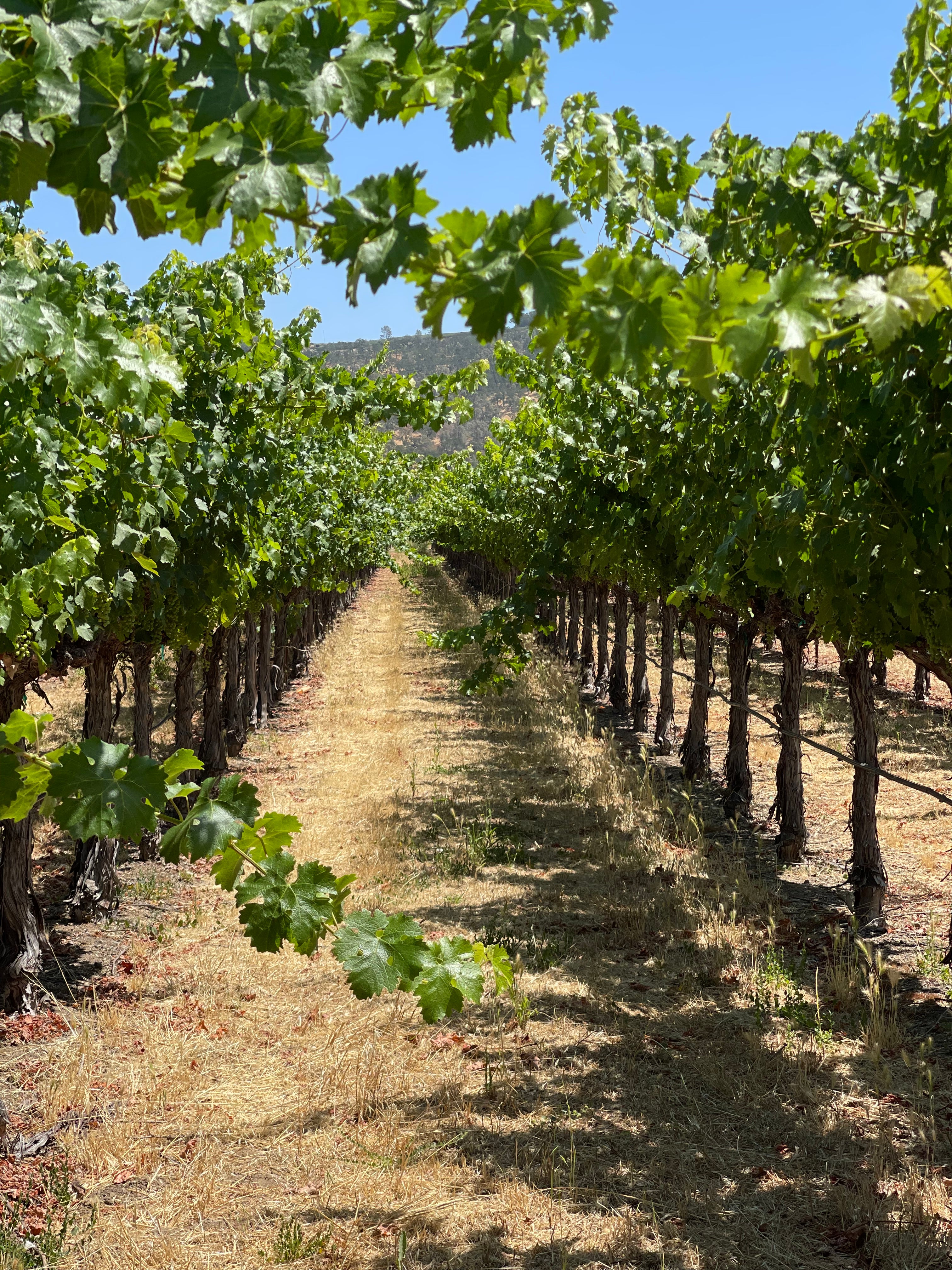2022 Grape Culture Beckstoffer GIII Cabernet Sauvignon, Rutherford