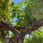2022 Grape Culture Beckstoffer GIII Cabernet Sauvignon, Rutherford