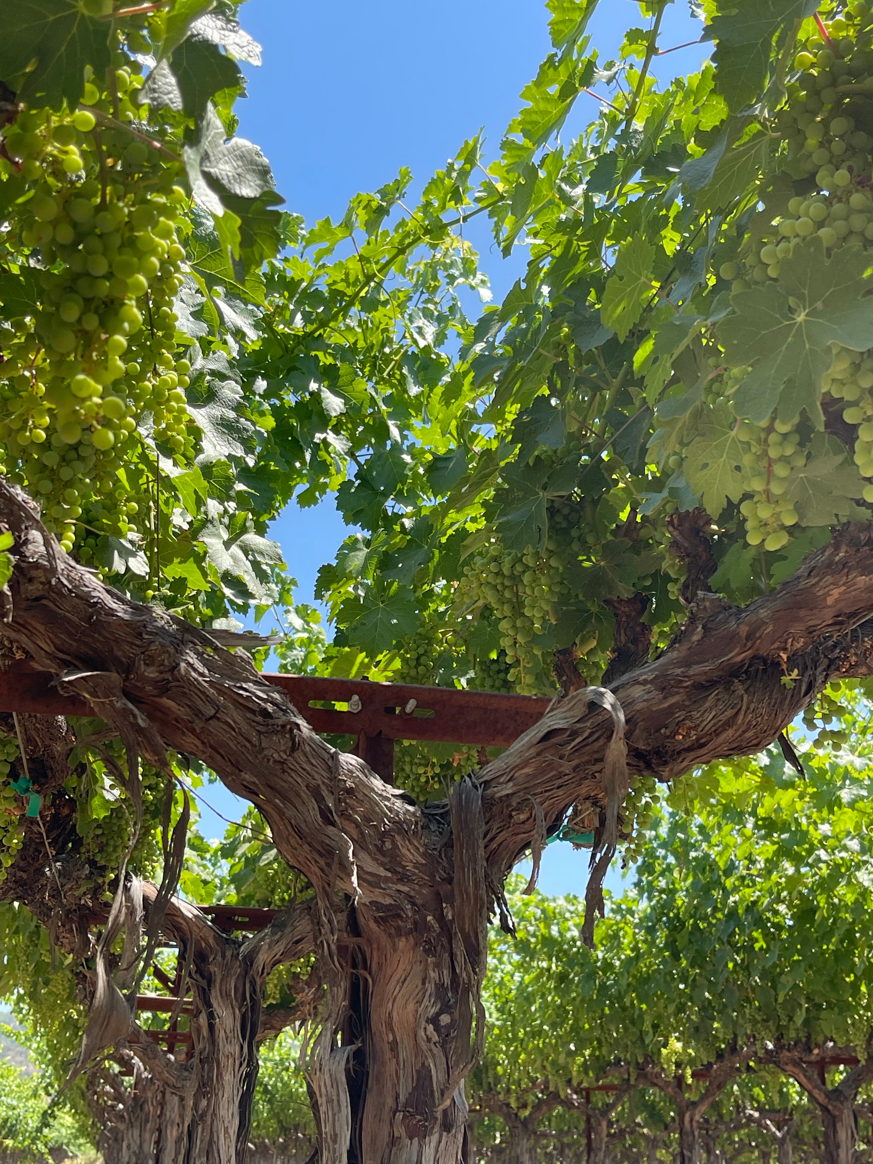 2022 Grape Culture Beckstoffer GIII Cabernet Sauvignon, Rutherford