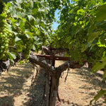 2022 Grape Culture Beckstoffer GIII Cabernet Sauvignon, Rutherford
