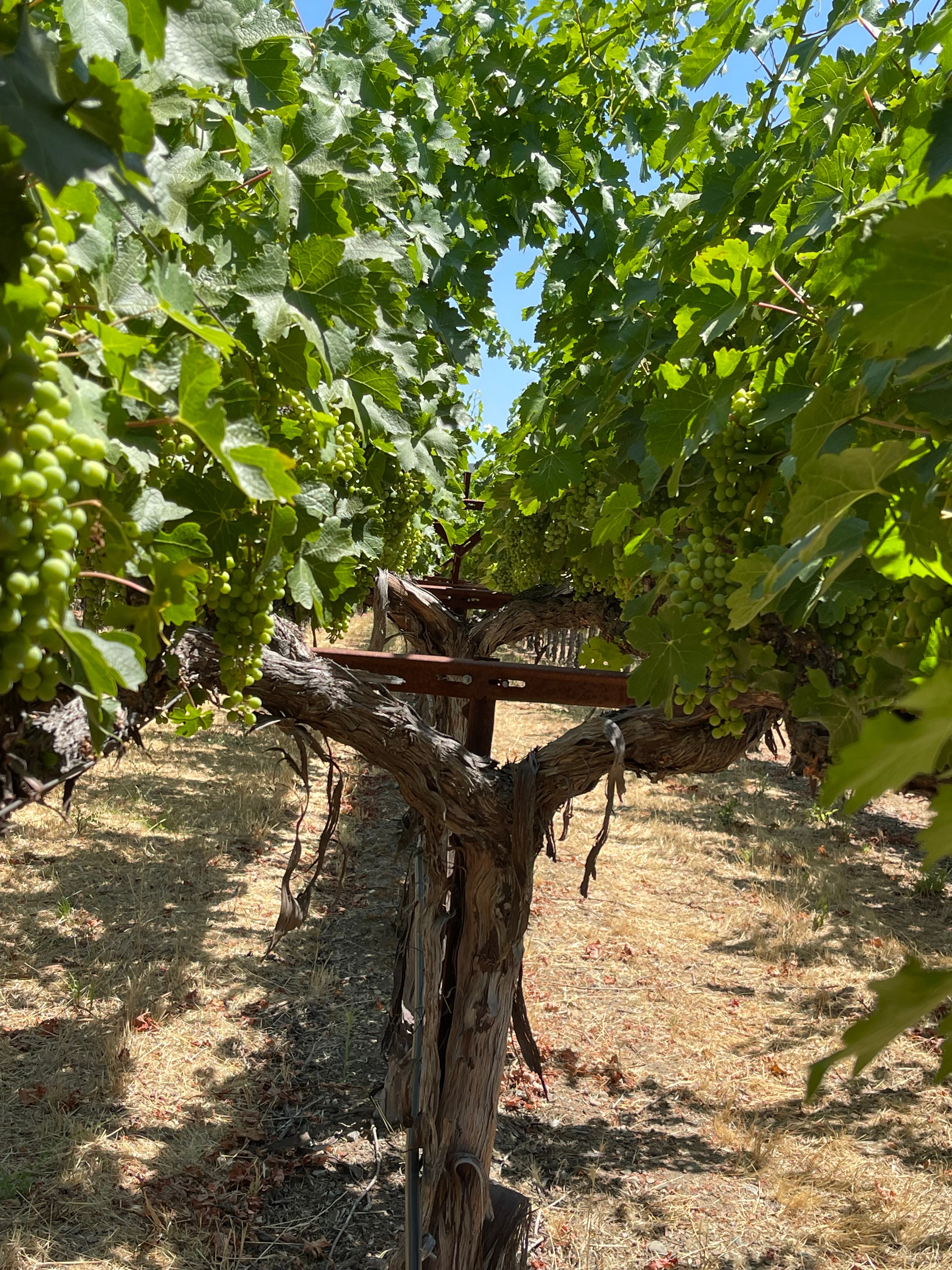 2022 Grape Culture Beckstoffer GIII Cabernet Sauvignon, Rutherford