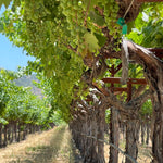 2022 Grape Culture Beckstoffer GIII Cabernet Sauvignon, Rutherford