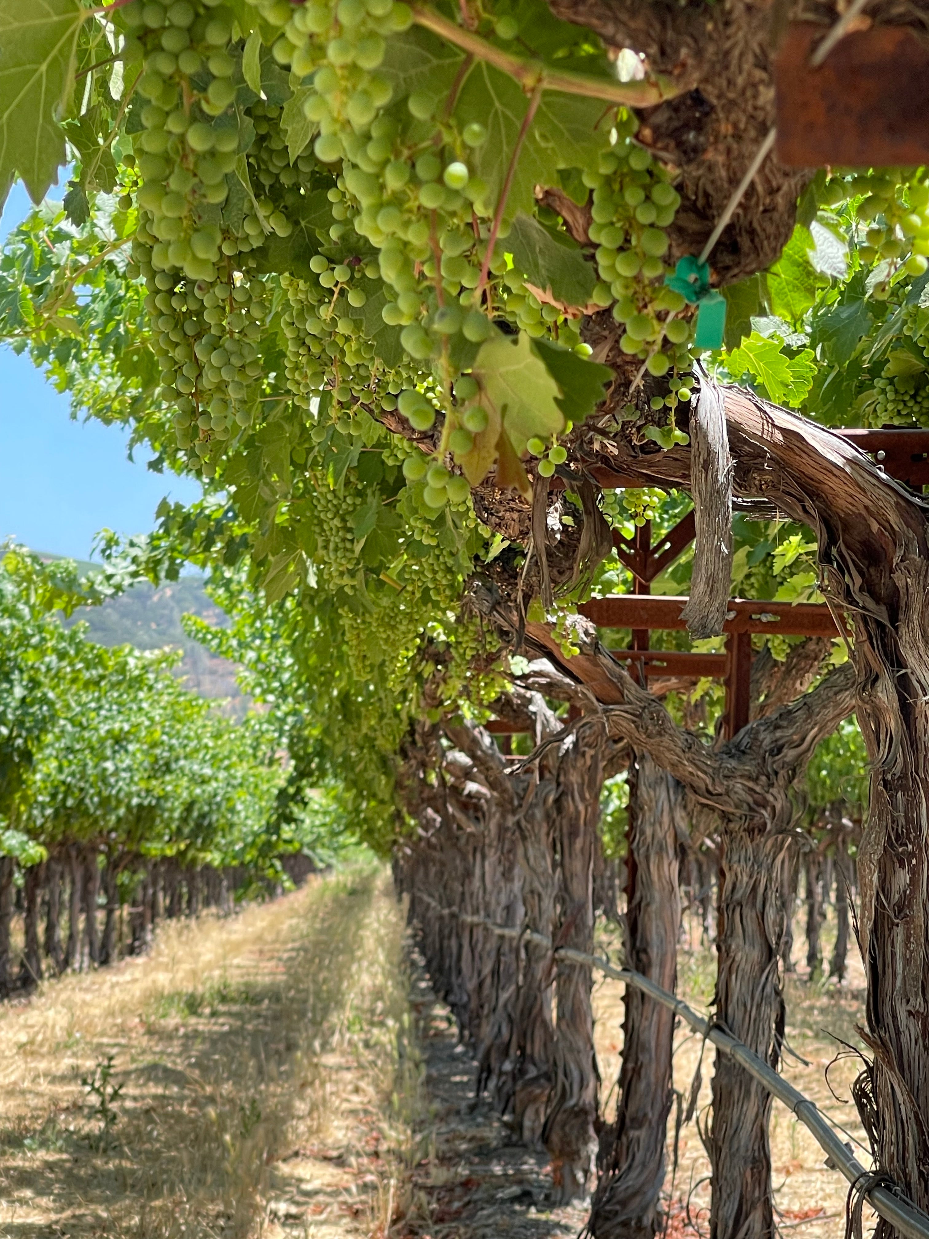 2022 Grape Culture Beckstoffer GIII Cabernet Sauvignon, Rutherford