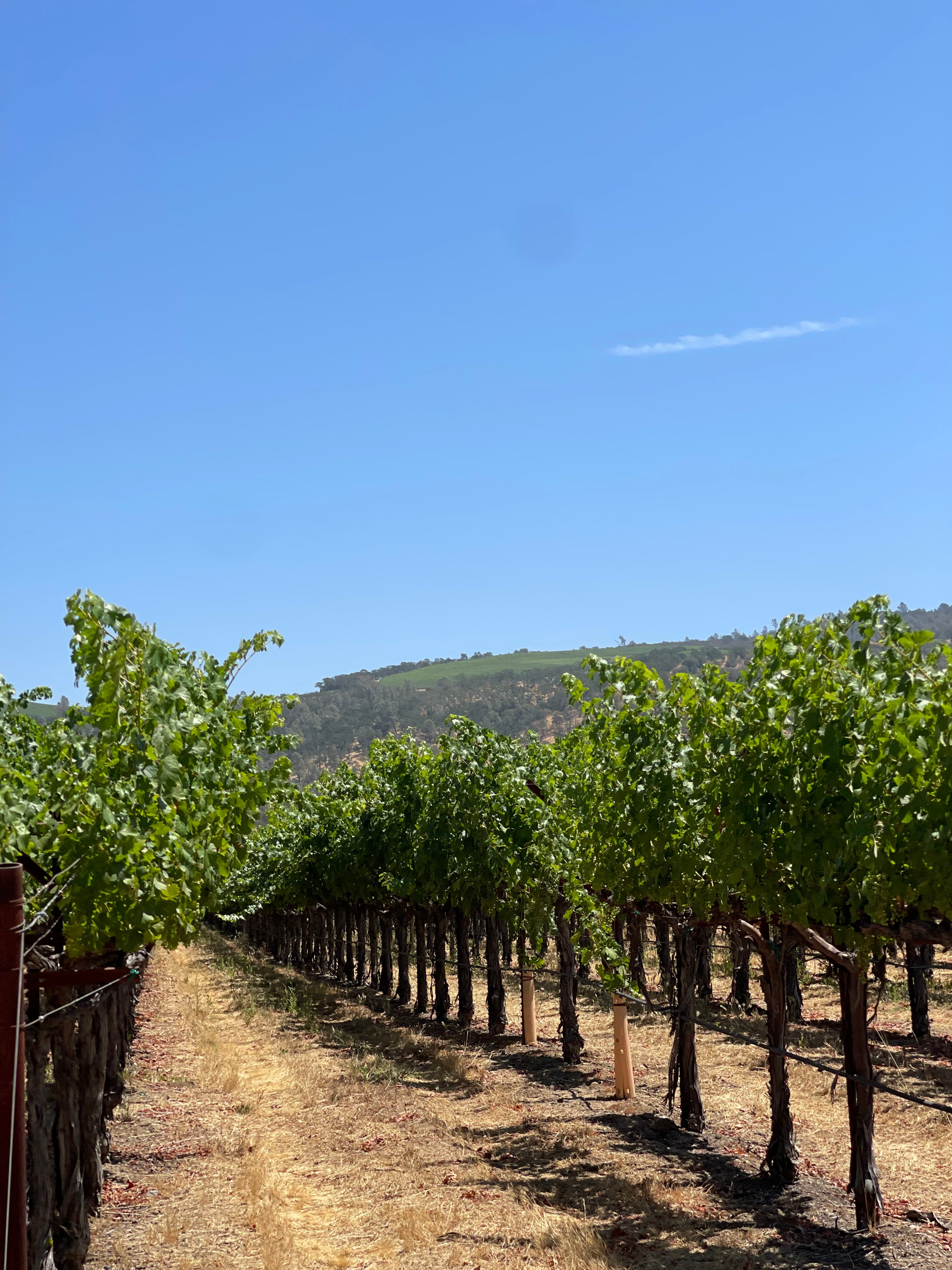 2022 Grape Culture Beckstoffer GIII Cabernet Sauvignon, Rutherford