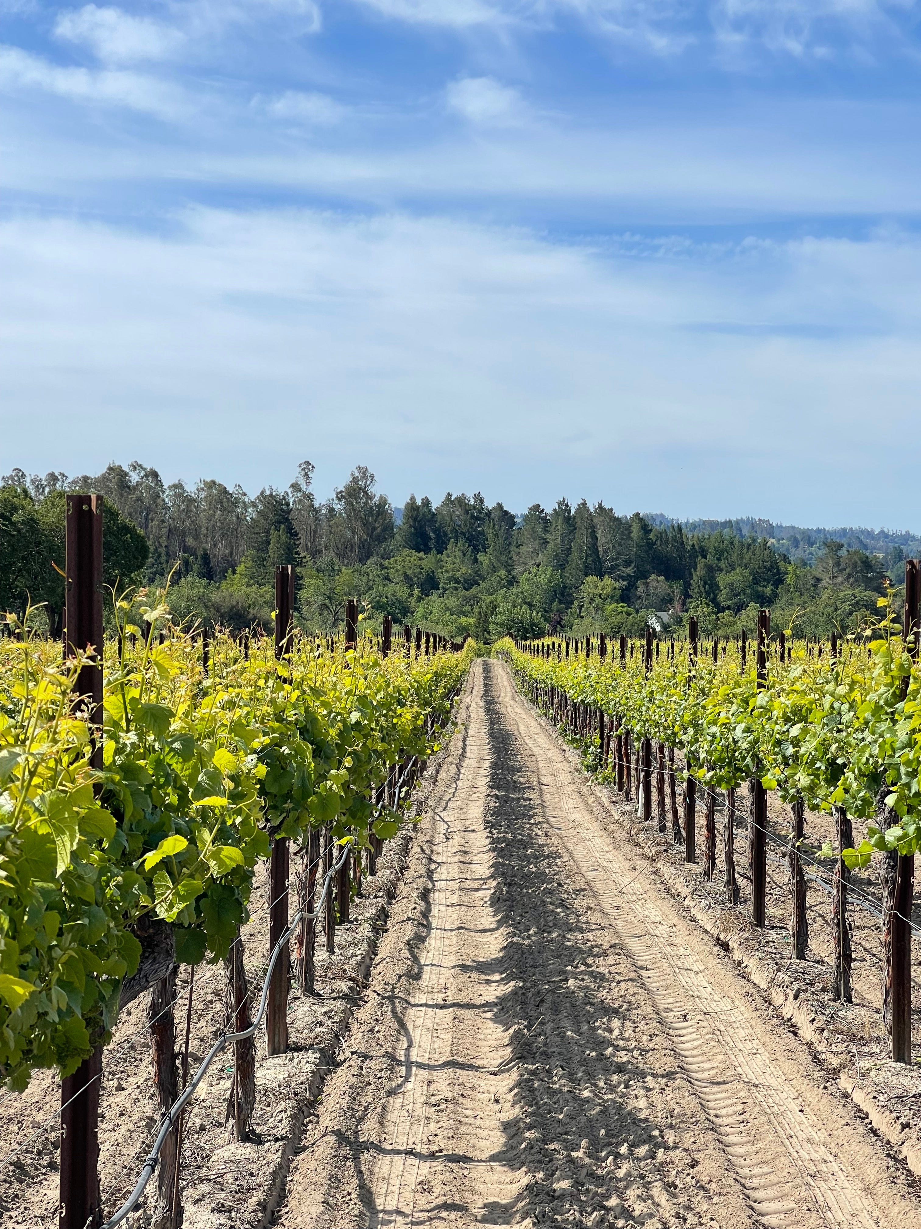 2023 Typicite Dutton Ranch Pinot Noir, Russian River Valley