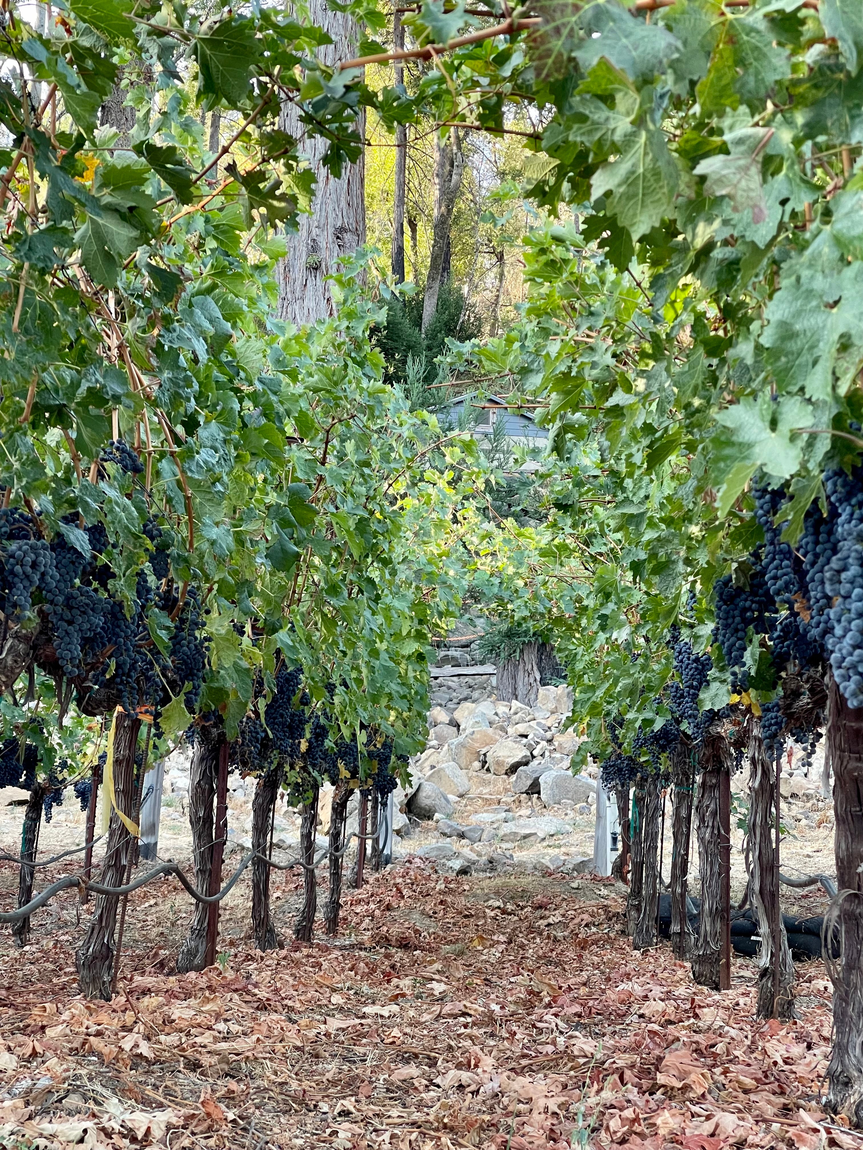 2022 Grape Culture Nosotros Cabernet Sauvignon, Mt. Veeder