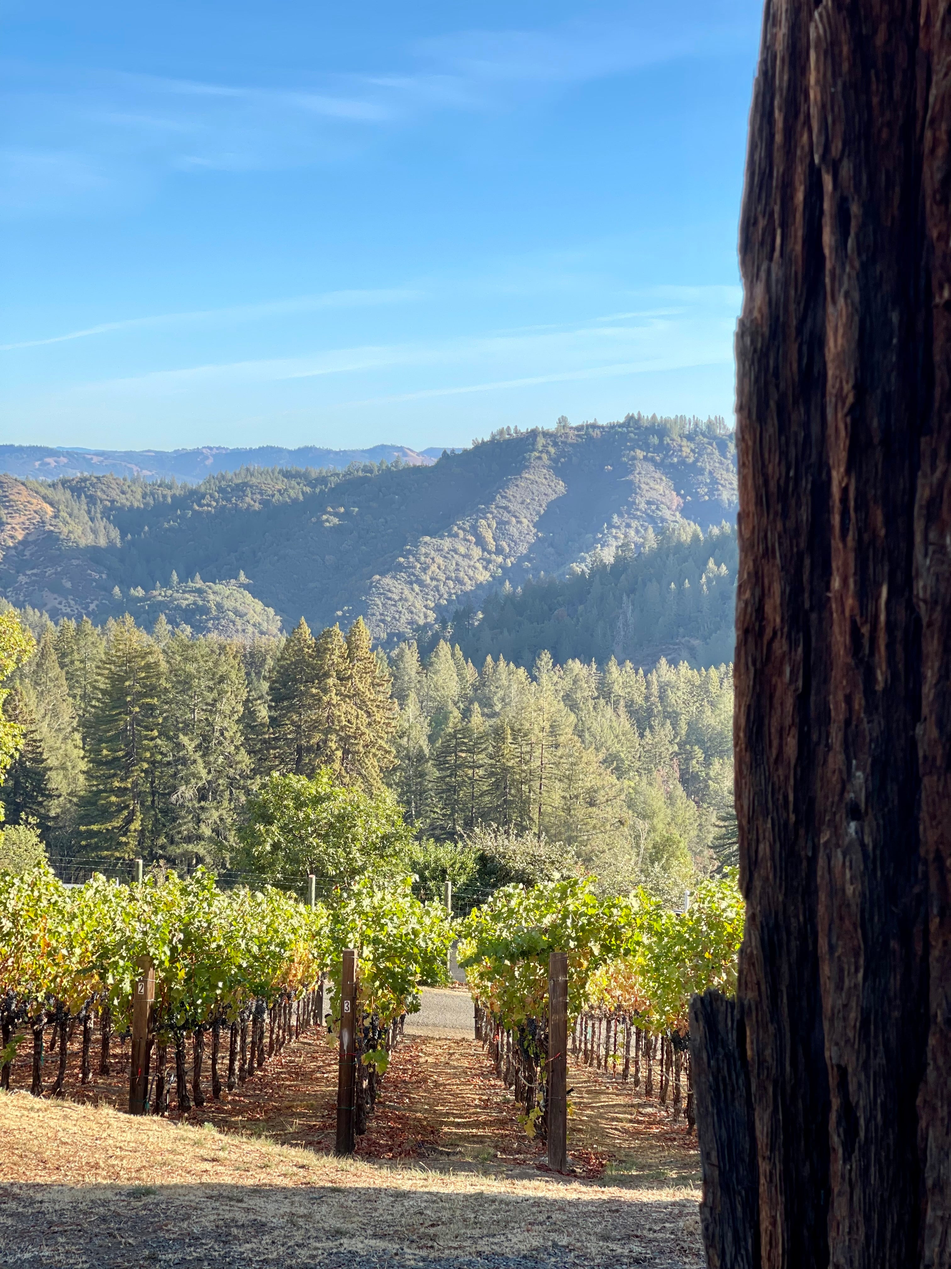 2022 Grape Culture Nosotros Cabernet Sauvignon, Mt. Veeder