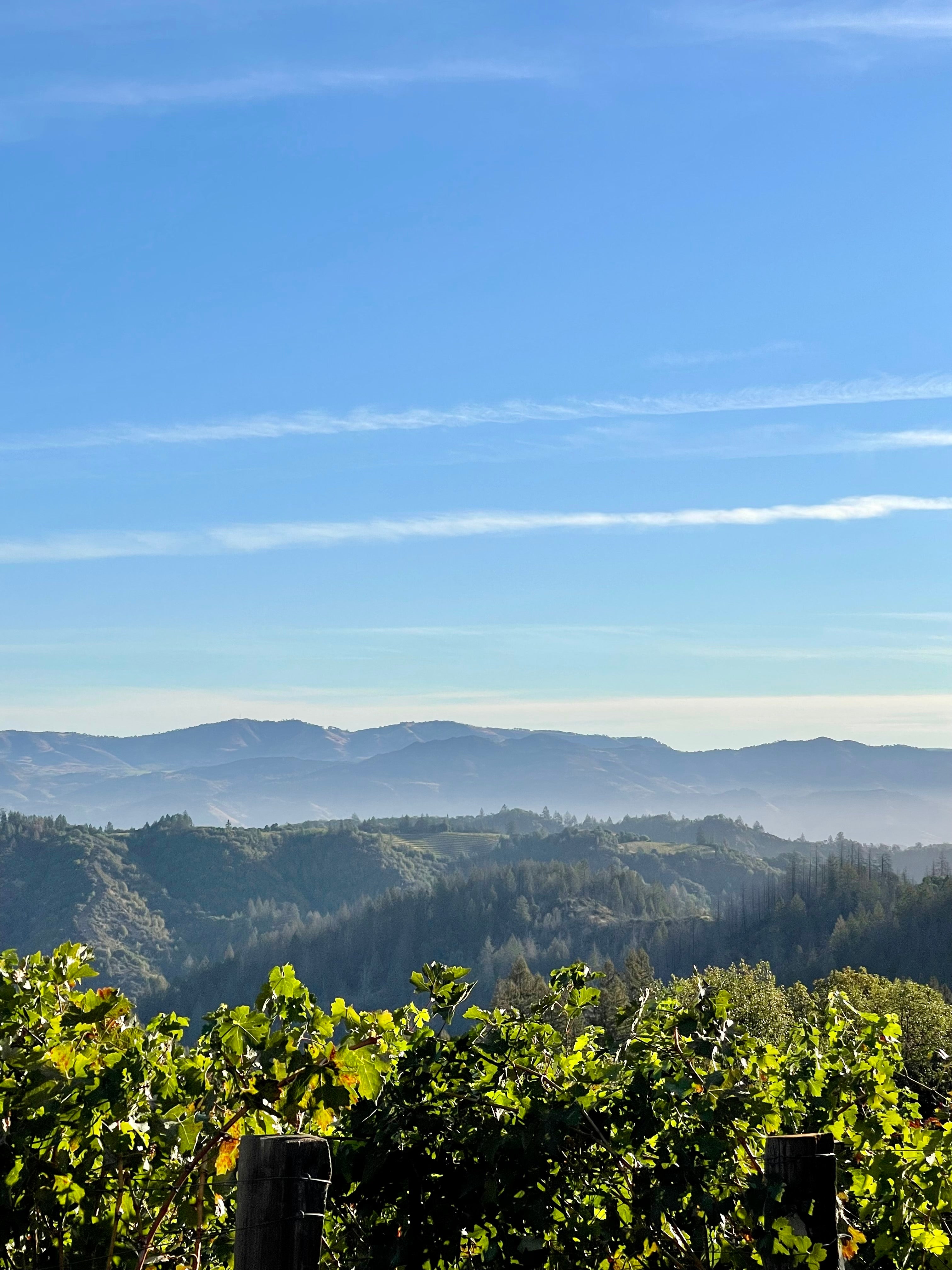 2022 Grape Culture Nosotros Cabernet Sauvignon, Mt. Veeder