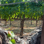 2022 Grape Culture Oakview Cabernet Sauvignon, Oakville