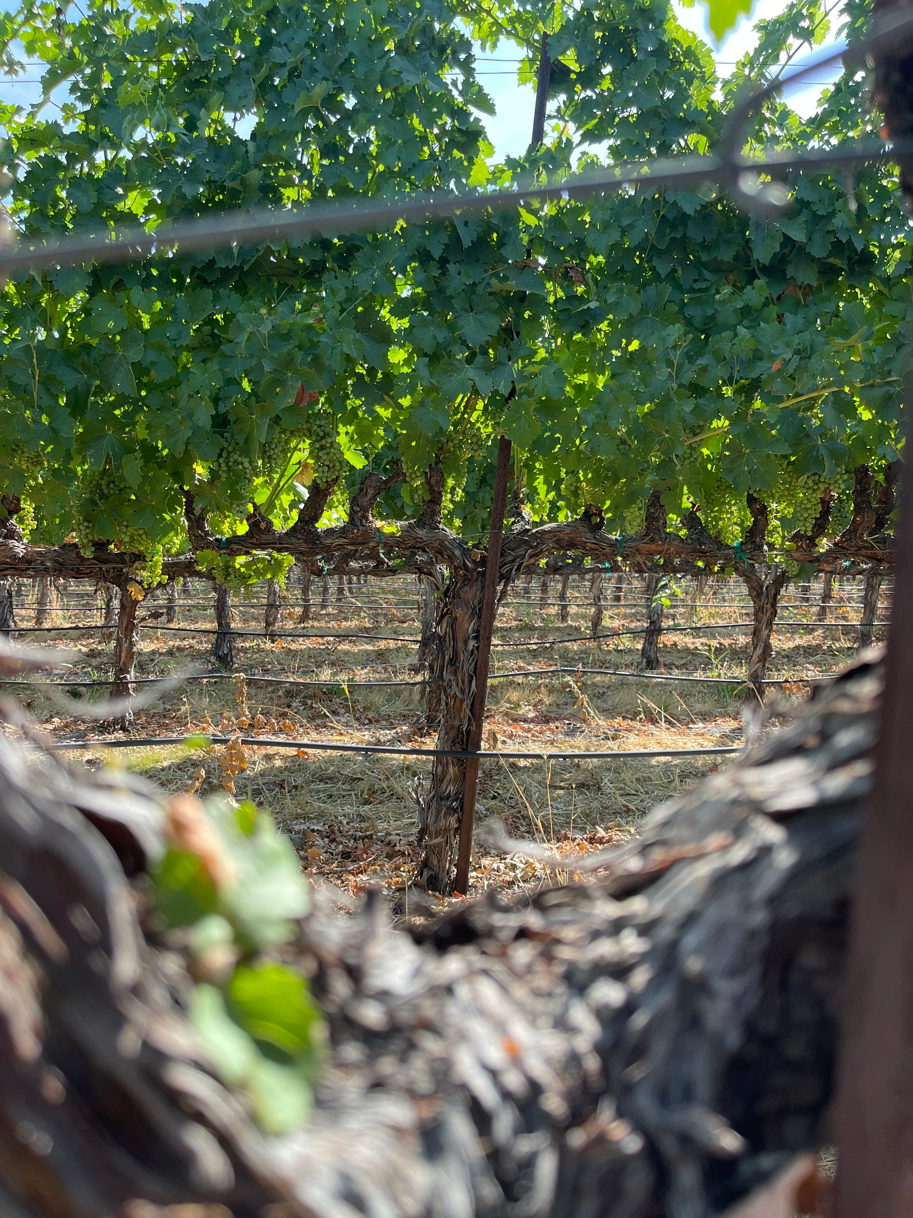2022 Grape Culture Oakview Cabernet Sauvignon, Oakville