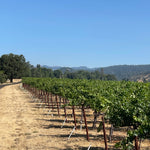2022 Grape Culture Oakview Cabernet Sauvignon, Oakville