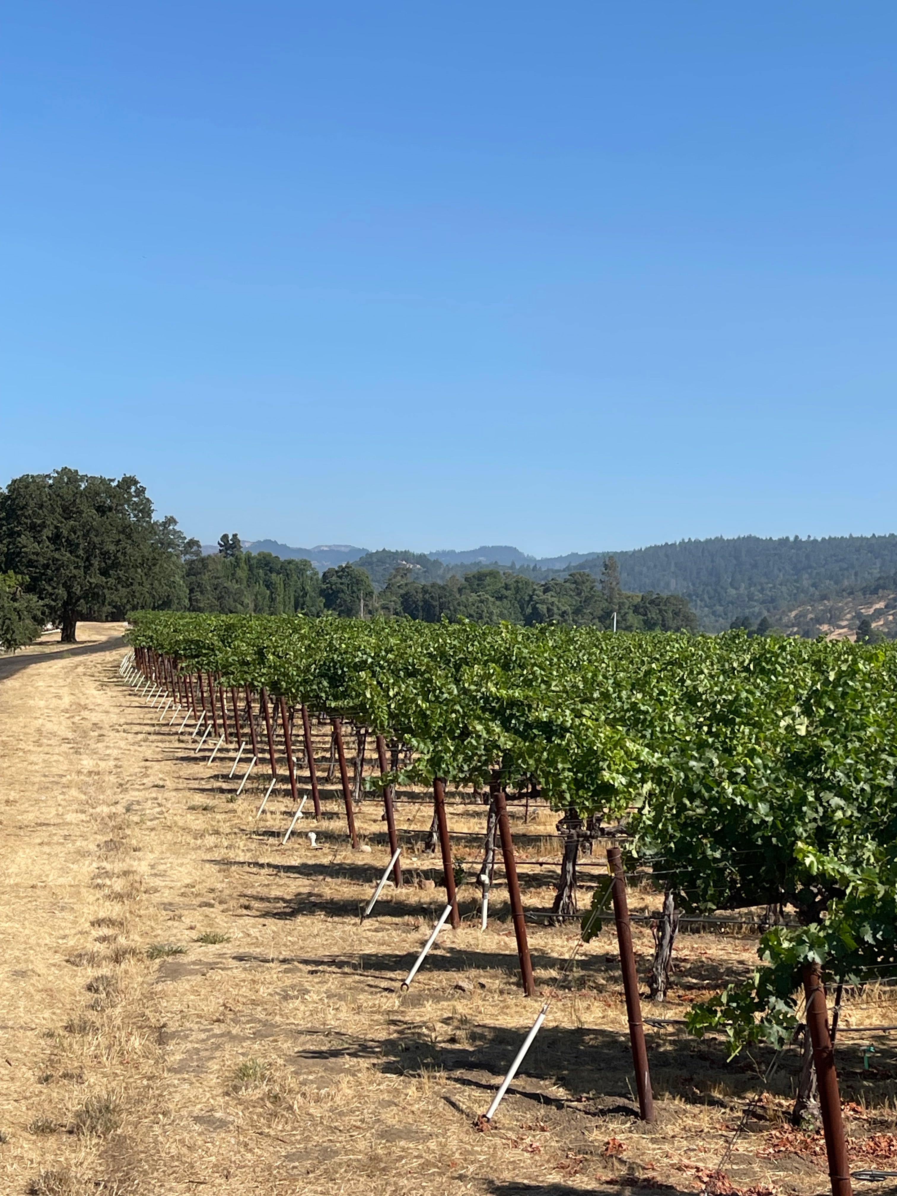 2022 Grape Culture Oakview Cabernet Sauvignon, Oakville