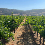 2022 Grape Culture Oakview Cabernet Sauvignon, Oakville