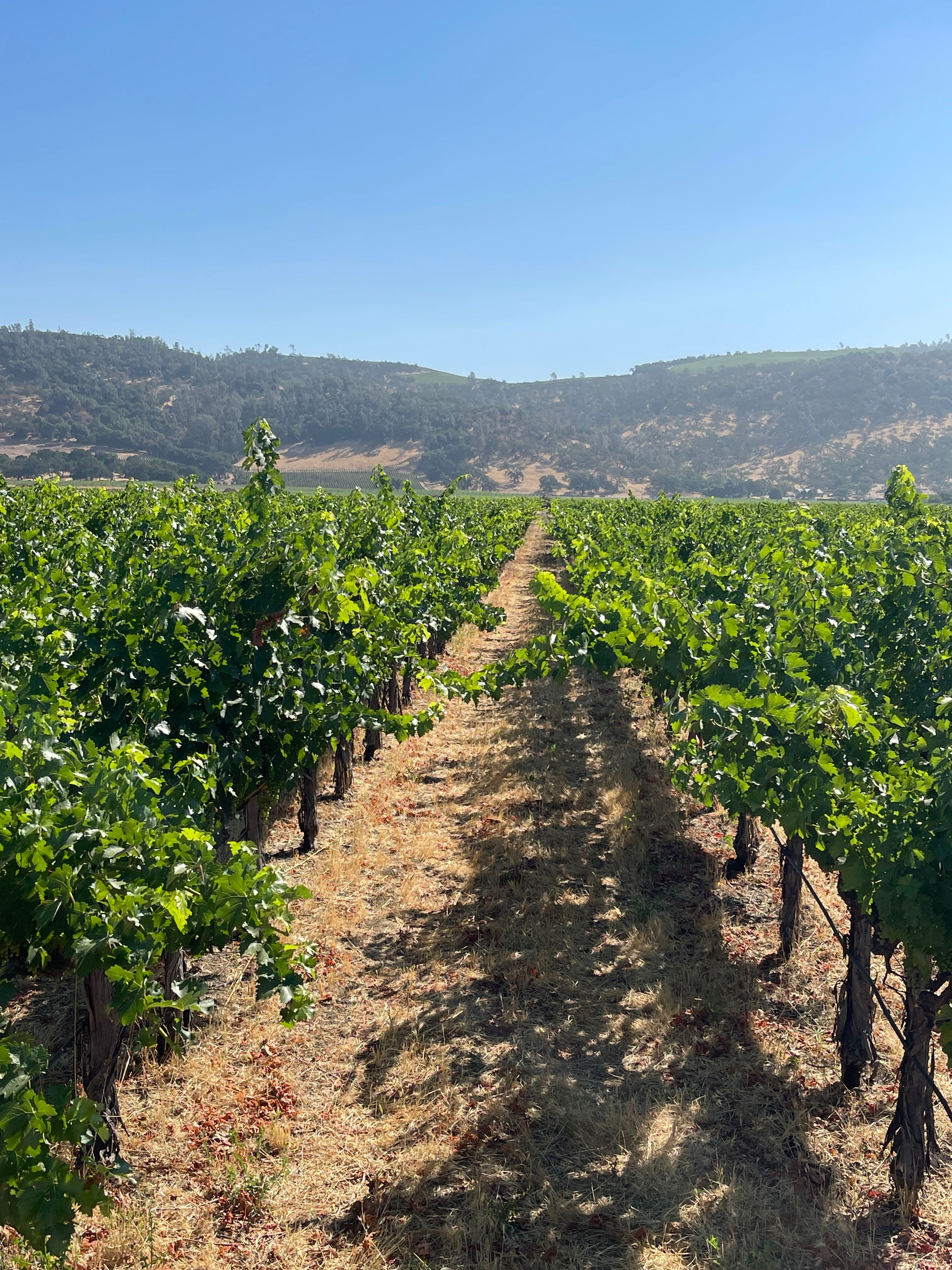 2022 Grape Culture Oakview Cabernet Sauvignon, Oakville