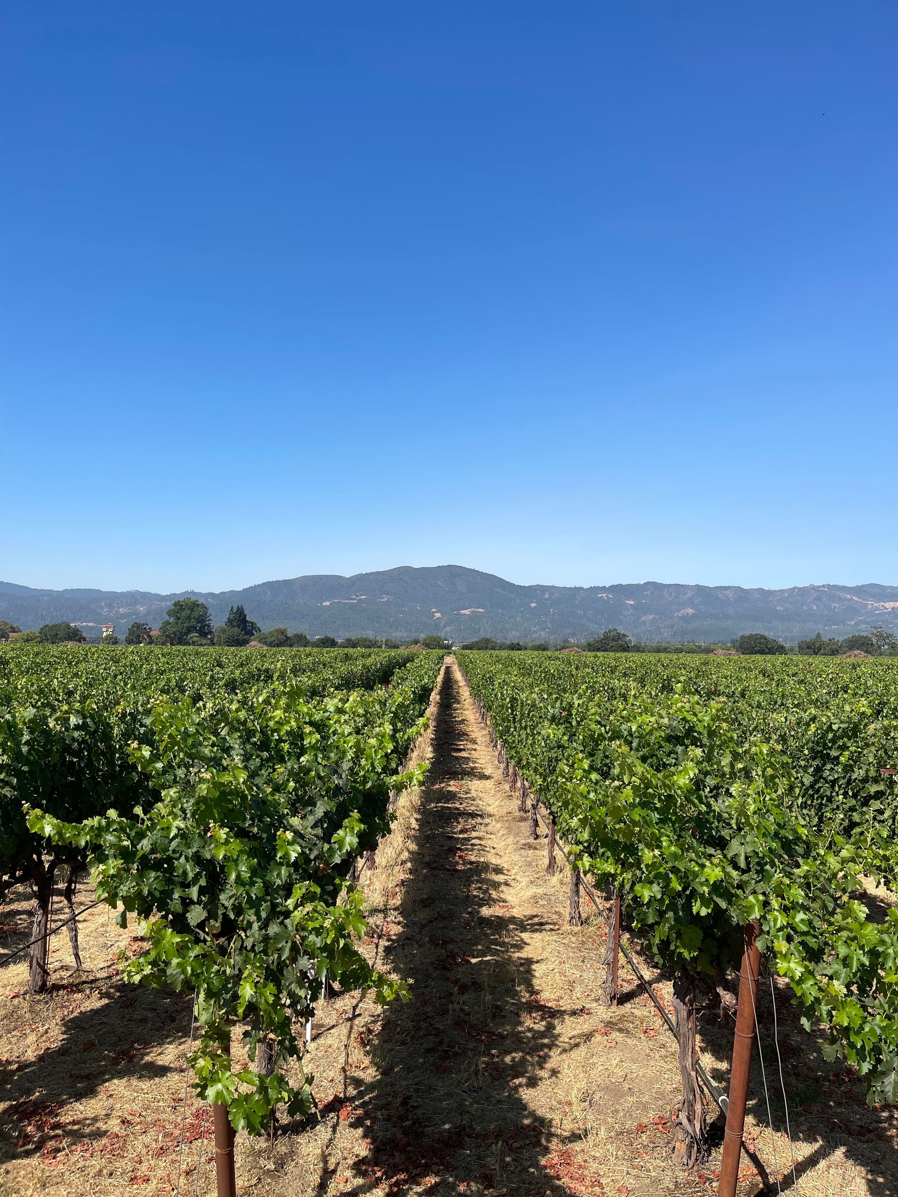 2022 Grape Culture Oakview Cabernet Sauvignon, Oakville