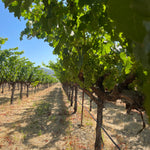 2022 Grape Culture Oakview Cabernet Sauvignon, Oakville