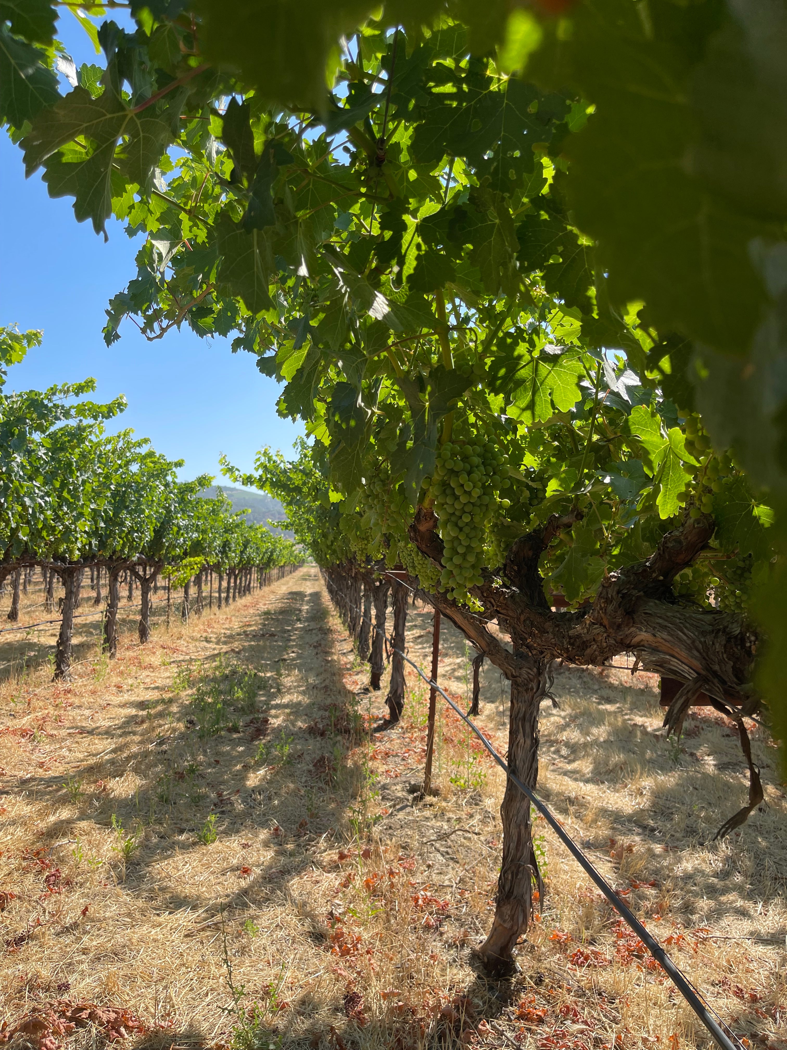 2022 Grape Culture Oakview Cabernet Sauvignon, Oakville
