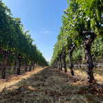 2022 Grape Culture Oakview Cabernet Sauvignon, Oakville