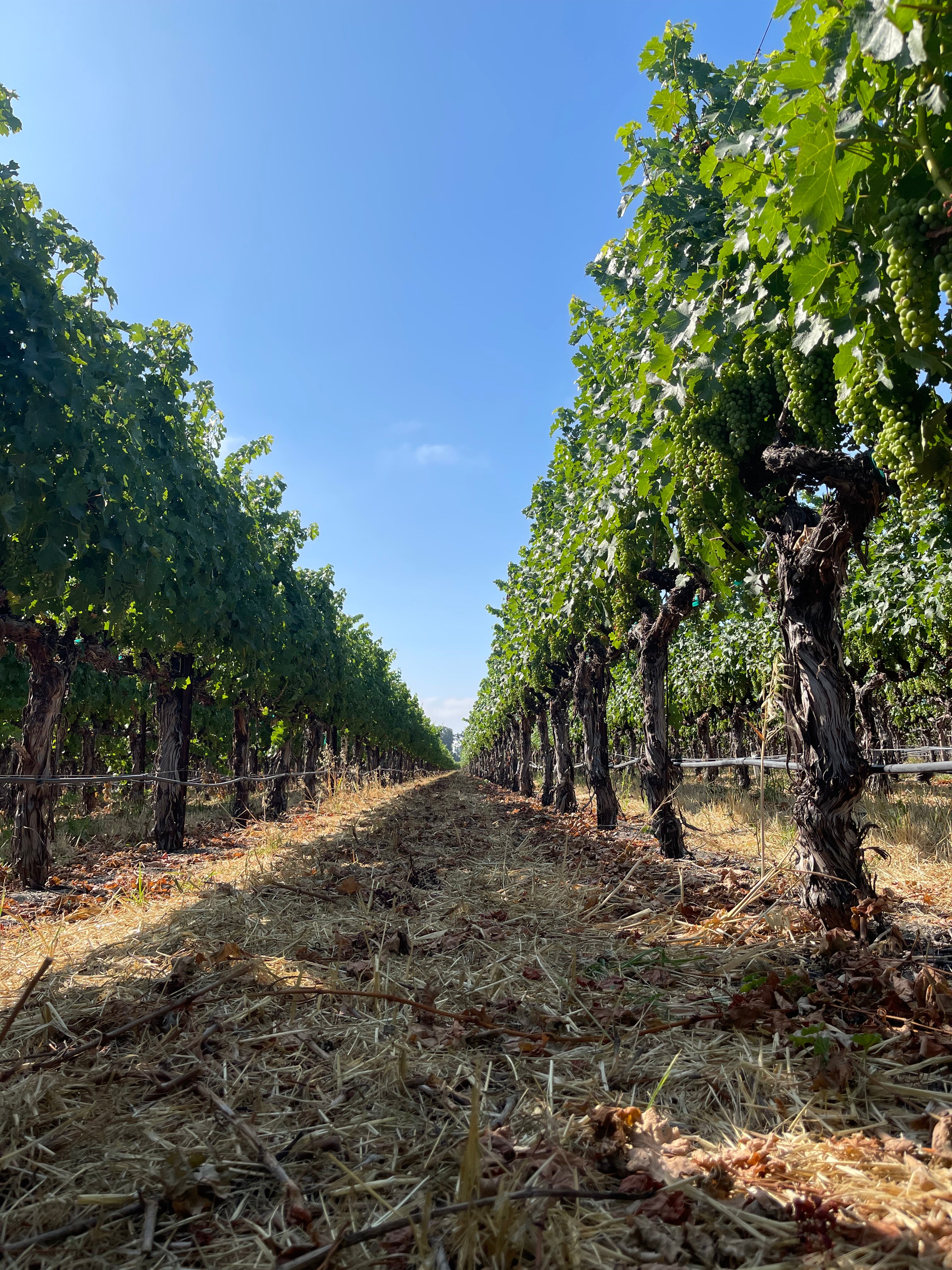 2022 Grape Culture Oakview Cabernet Sauvignon, Oakville