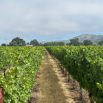 2022 Grape Culture Oakview Cabernet Sauvignon, Oakville