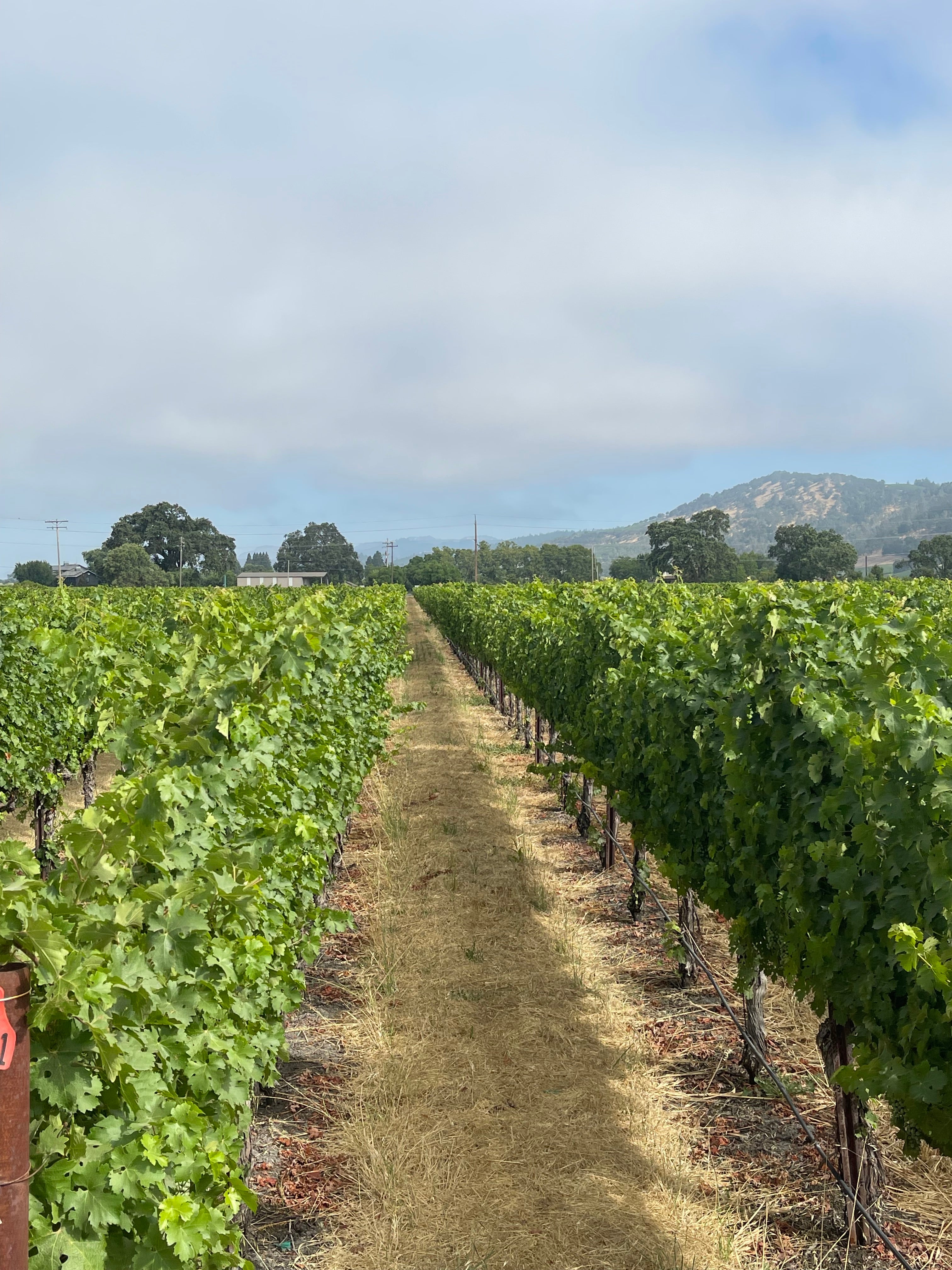 2022 Grape Culture Oakview Cabernet Sauvignon, Oakville