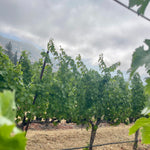 2022 Grape Culture Oakview Cabernet Sauvignon, Oakville