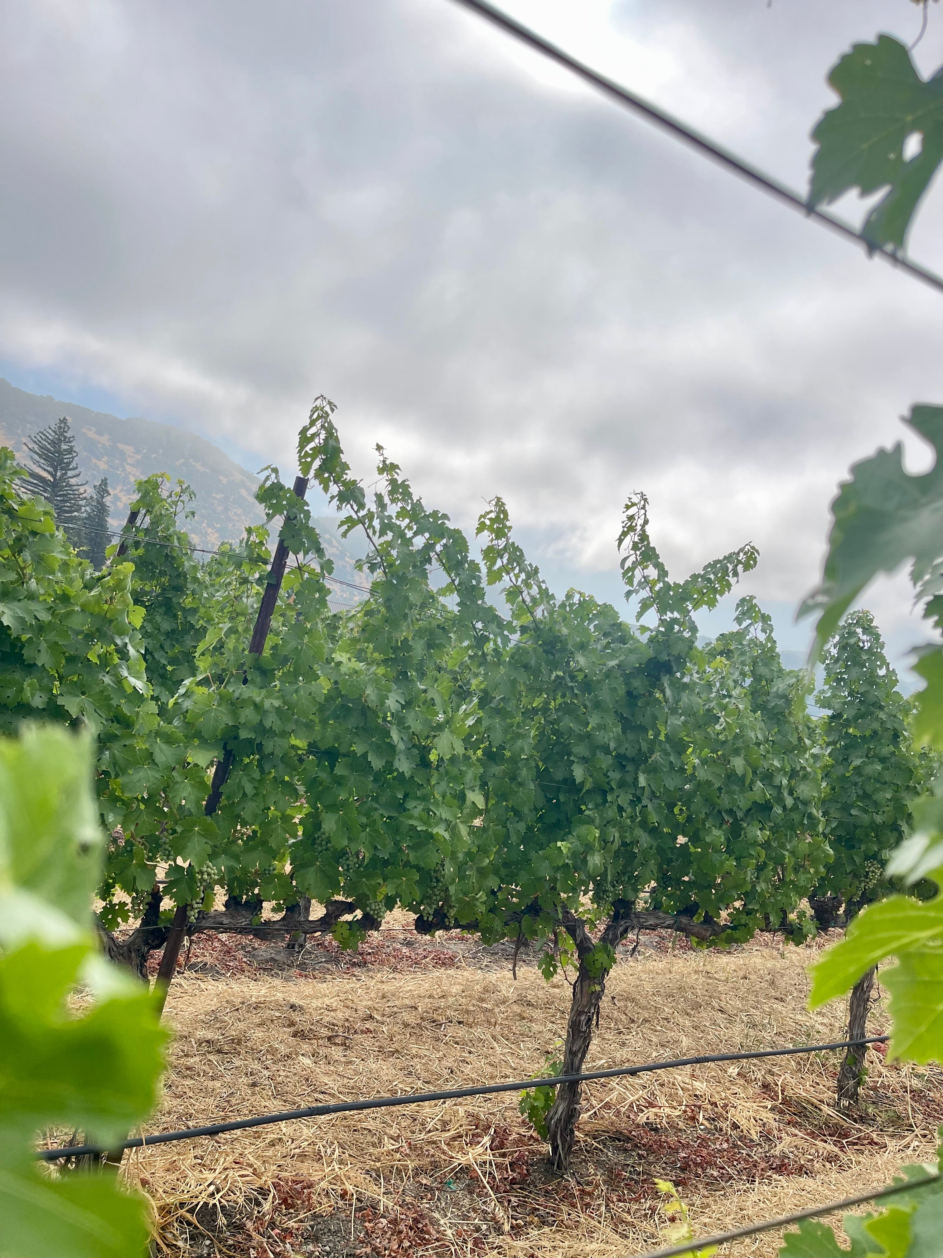 2022 Grape Culture Oakview Cabernet Sauvignon, Oakville