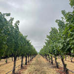 2022 Grape Culture Oakview Cabernet Sauvignon, Oakville