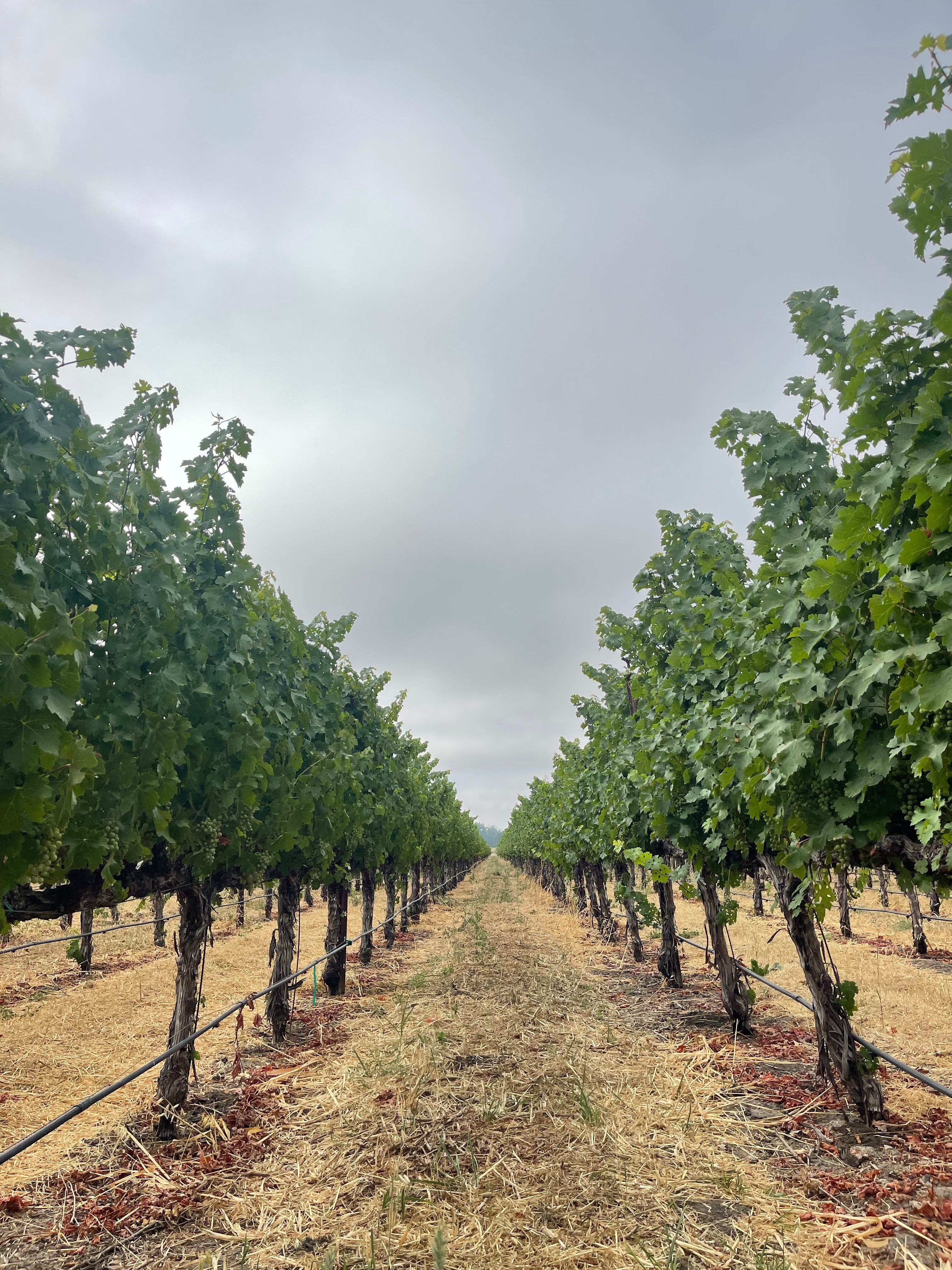 2022 Grape Culture Oakview Cabernet Sauvignon, Oakville