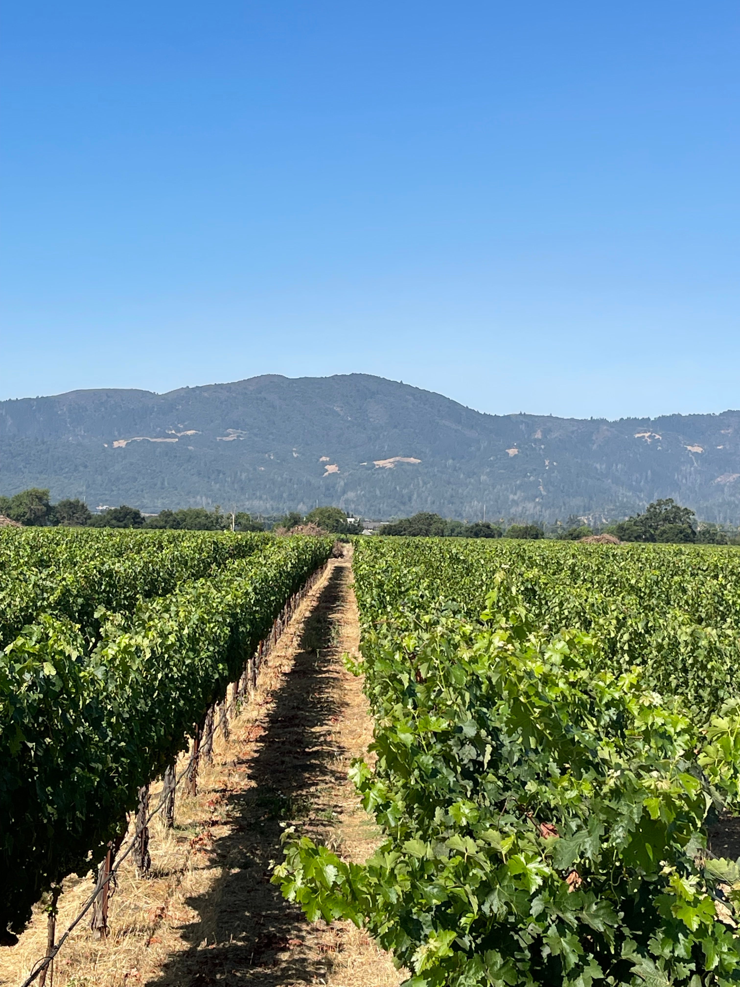 2022 Grape Culture Oakview Cabernet Sauvignon, Oakville