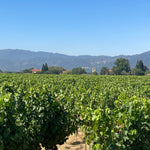 2022 Grape Culture Oakview Cabernet Sauvignon, Oakville