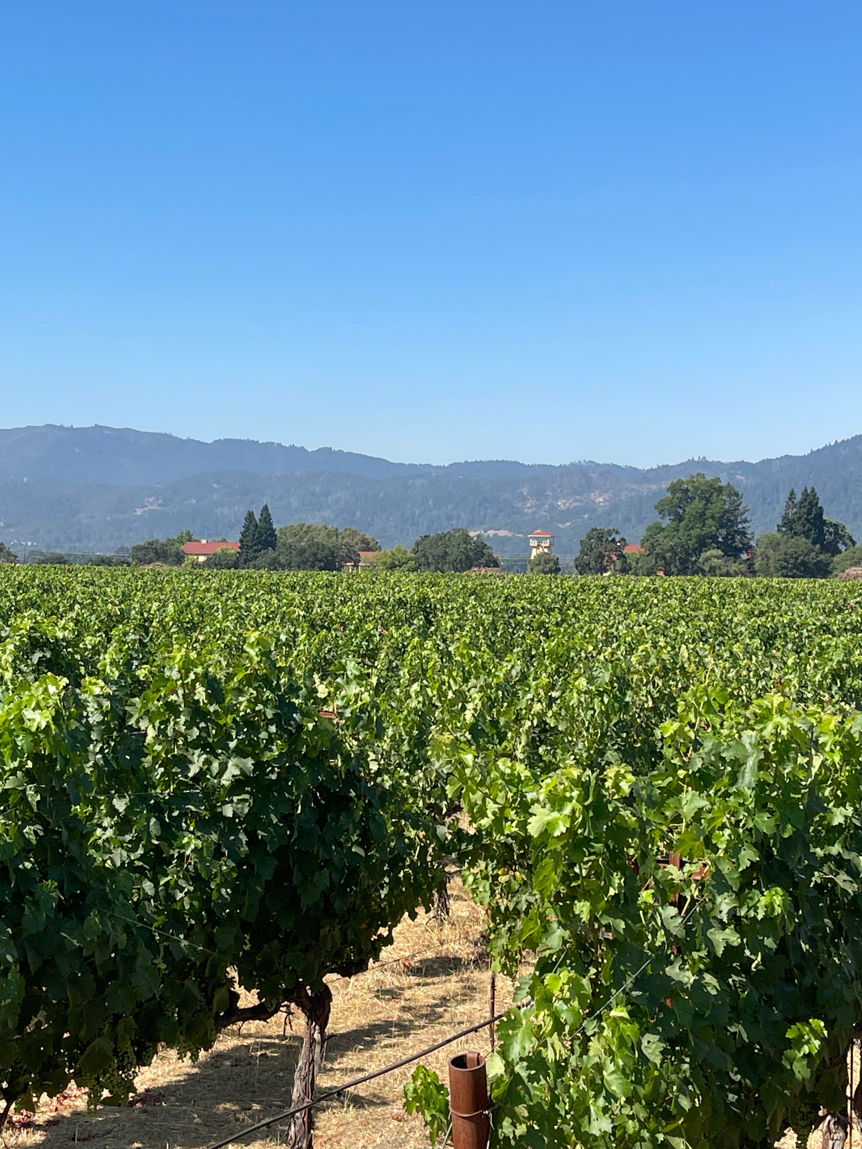 2022 Grape Culture Oakview Cabernet Sauvignon, Oakville