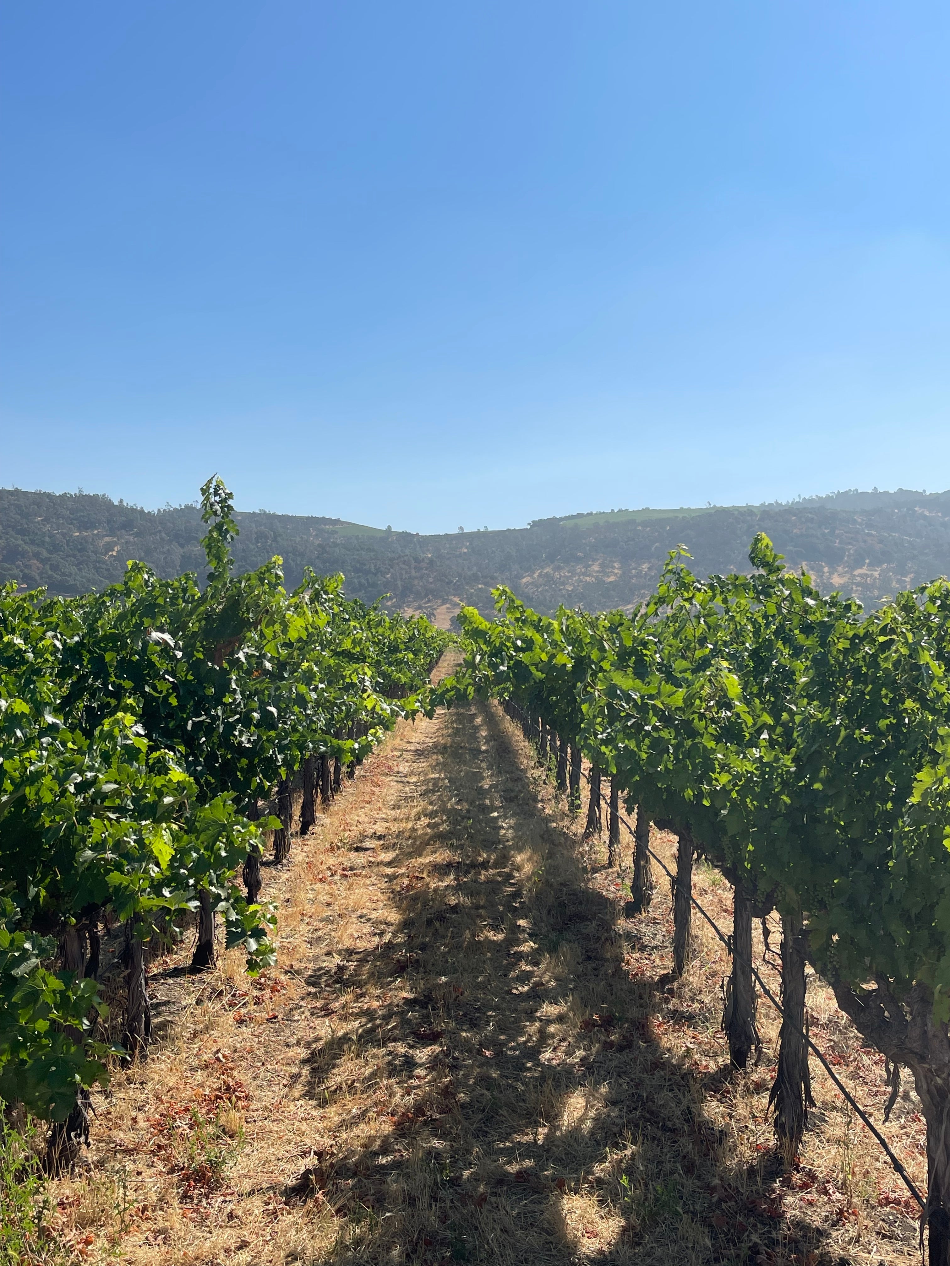 2022 Grape Culture Oakview Cabernet Sauvignon, Oakville