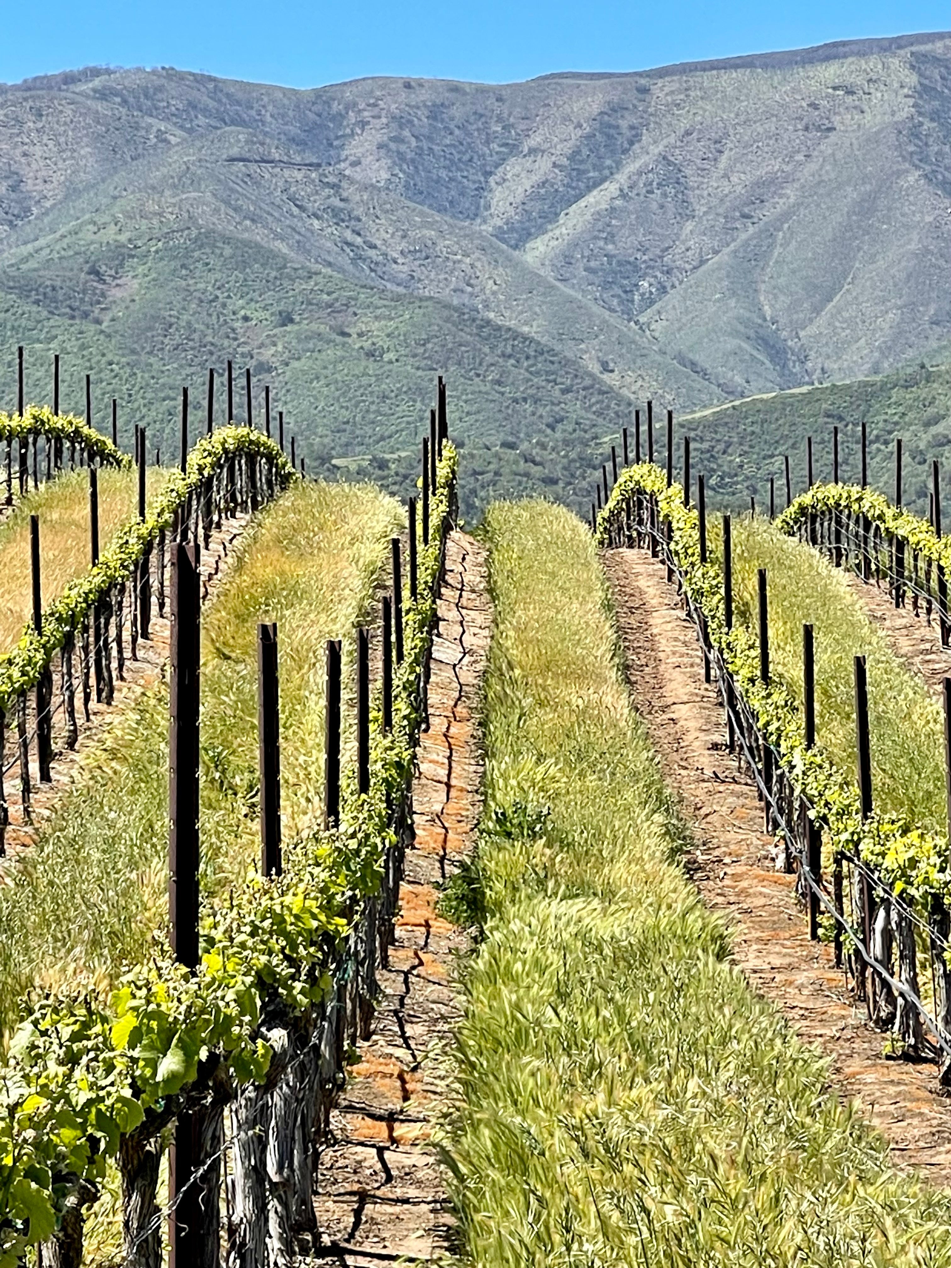 2023 Typicite Tondre Grapefield Pinot Noir, Santa Lucia Highlands